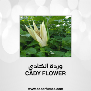 Cady Flower - وردة الكادي