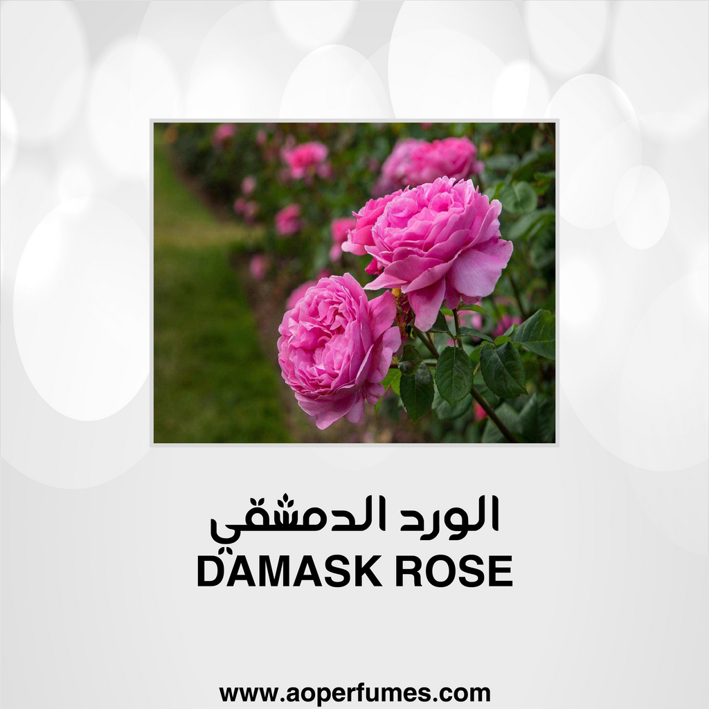 Damaskan Rose - الورد الدمشقي